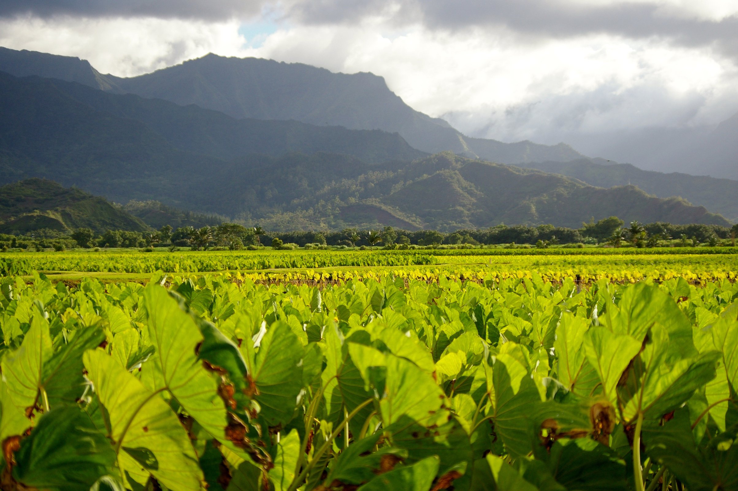 Taro Farm in Kaui, Hawaii