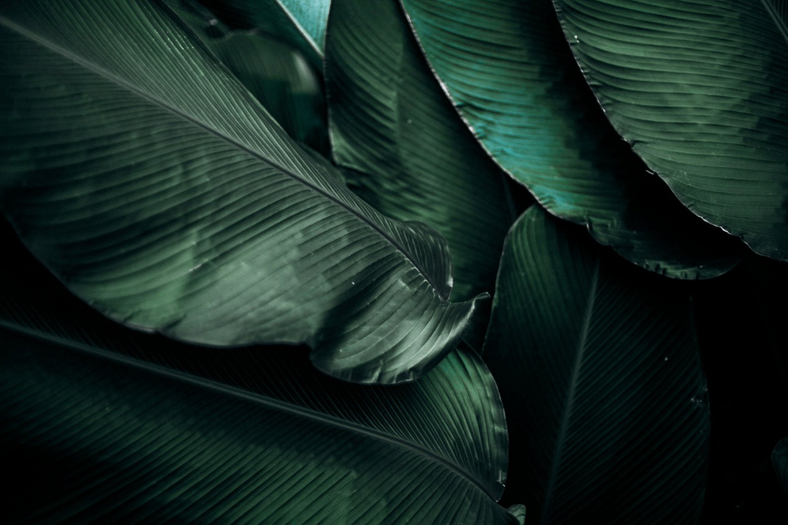 Tropical Leaves Background