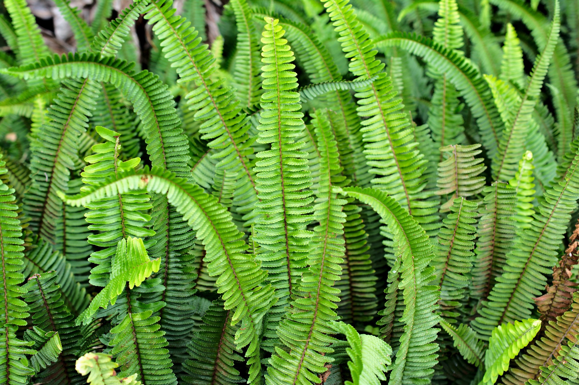 Hawaiian Kupukupu Fern